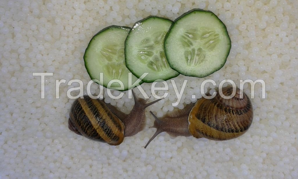 Dutch Snail Caviar, White Pearls