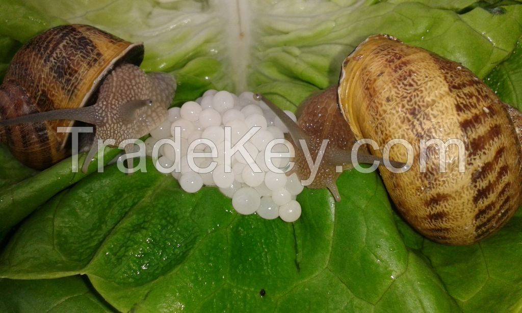 Dutch Snail Caviar, White Pearls