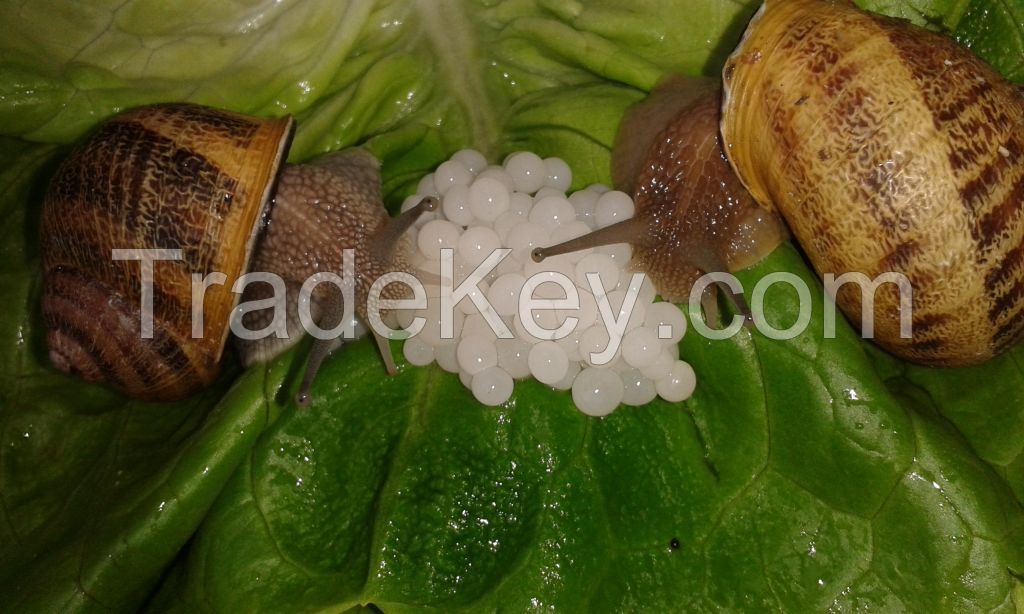 Dutch Snail Caviar, White Pearls