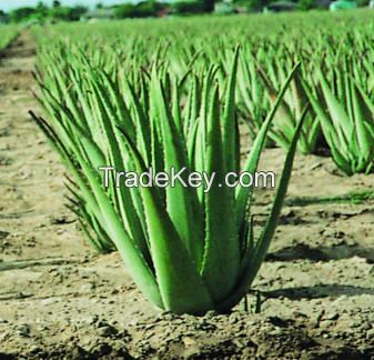 Aloe vera plants/leaves