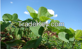 Soybeans