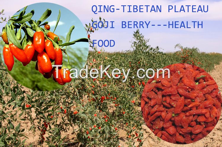 Organic dried goji berry    Qinghai-Tibetan Plateau