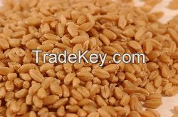 Wheat Grade: A