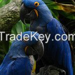 parrots ( hyacinth macaw )