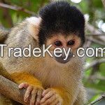 monkeys ( marmosets ), (squirrel monkey) (tamarins)