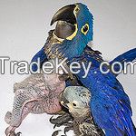 parrots ( hyacinth macaw )