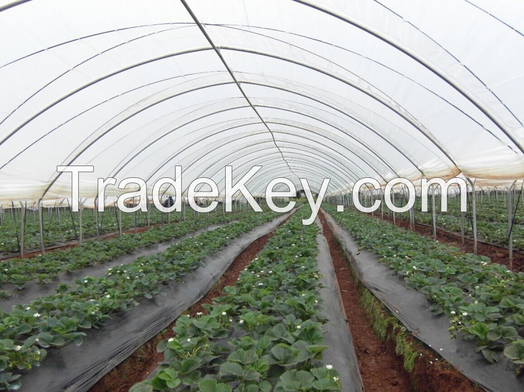 RoughBrothers Tunnel-600 Single Span low cost Agricultural tunnel greenhouse