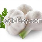 Fresh Garlic