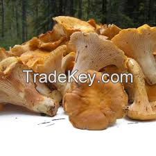 frogen mushroom