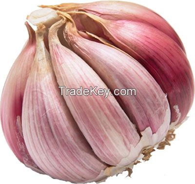 Red onion fresh organic onions high quality