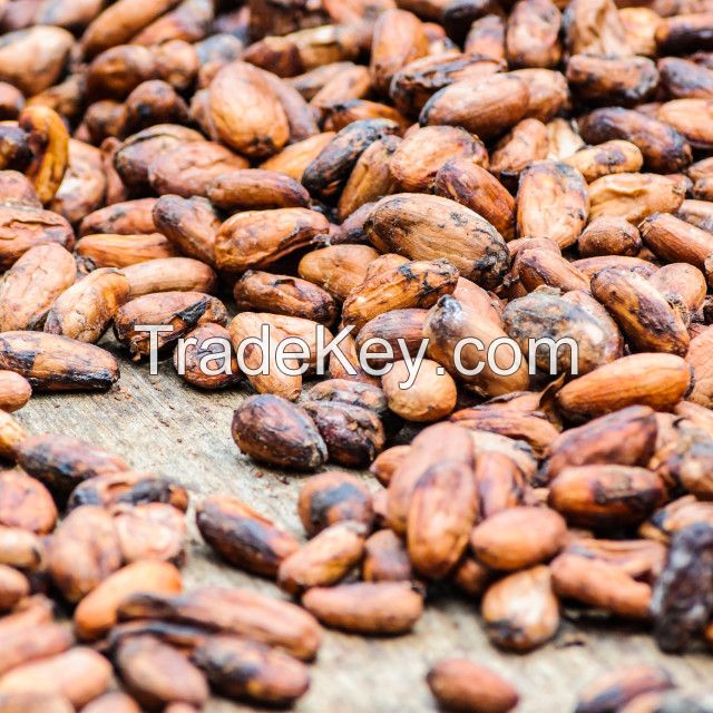 Cocoa Beans