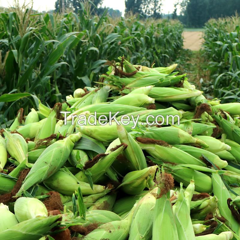 White Corn &amp; Yellow Corn Maize For Sale for Animal &amp; Human consumption