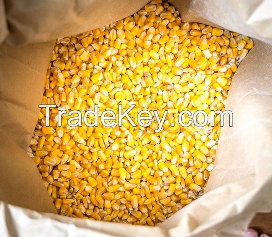 White Corn &amp; Yellow Corn Maize For Sale for Animal &amp; Human consumption