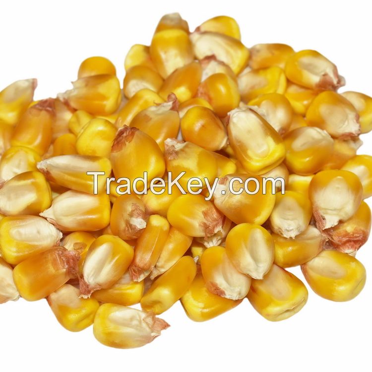 GRADE AA Non GMO White and Yellow Corn/Maize
