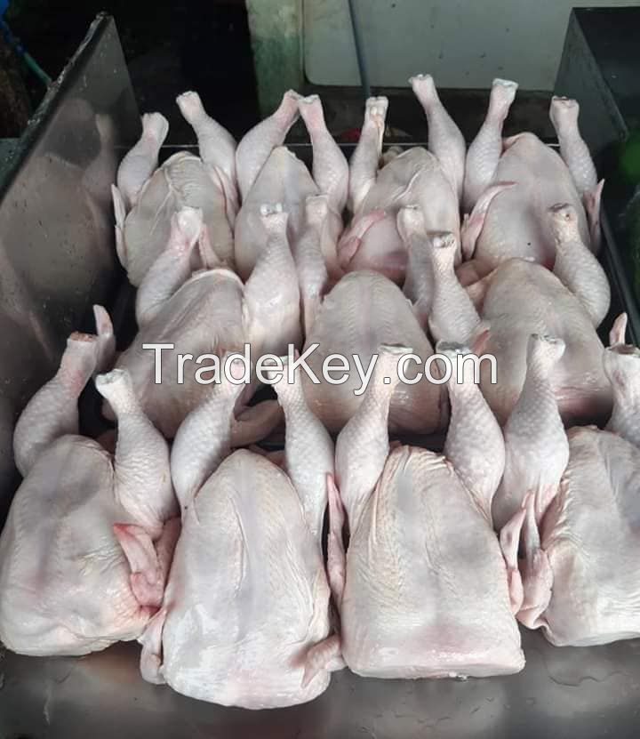 FROZEN HALAL  WHOLE CHICKEN FOR SALE 