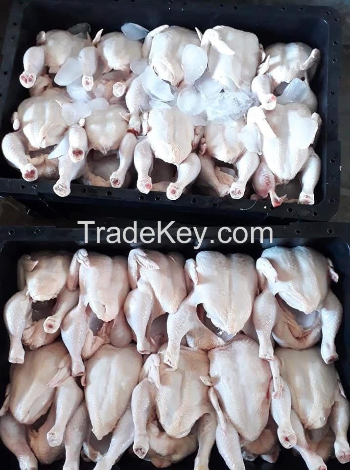 FROZEN HALAL  WHOLE CHICKEN FOR SALE