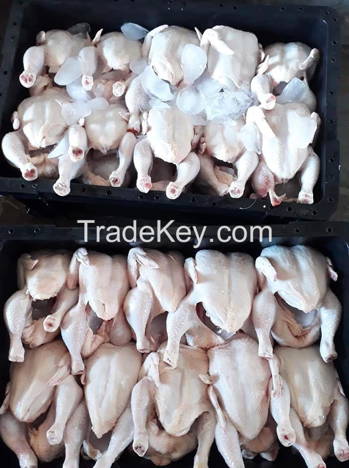 WHOLE CHICKEN FOR SALE