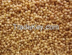 Sorghum