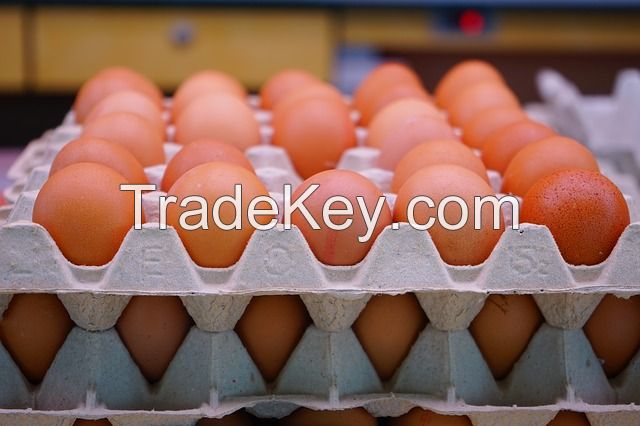 Fresh Table Eggs, white, brown