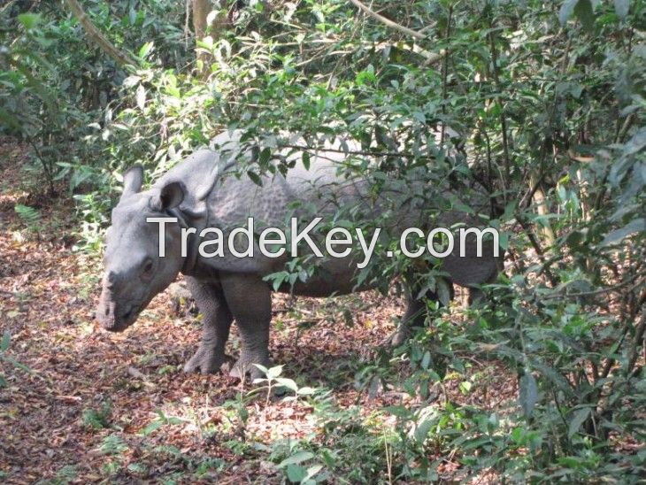 Nepal Jungle Safari Tour