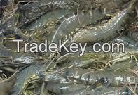 Parrot Fish, Sword Fish, Frozen Mackerel, Yellow Croaker, Black Tiger Shrimps, Slipper Lobster  