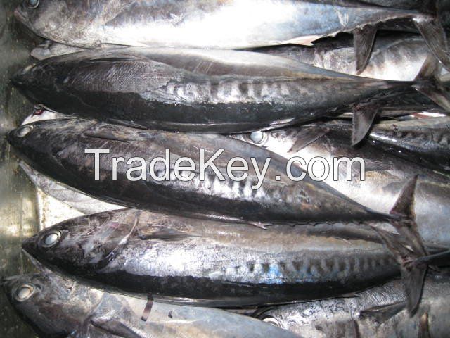 fresh Swamp eeL, Cod Roe, fish Maws, Travellies & Marlin, live Squid 