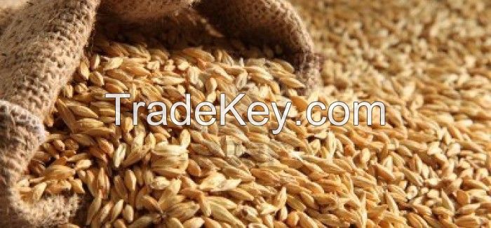 Feed Barley