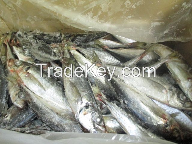 HORSE MACKEREL (Trachurus trachurus)