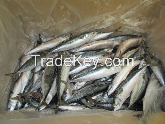 MACKEREL (Scomber Japonicus)