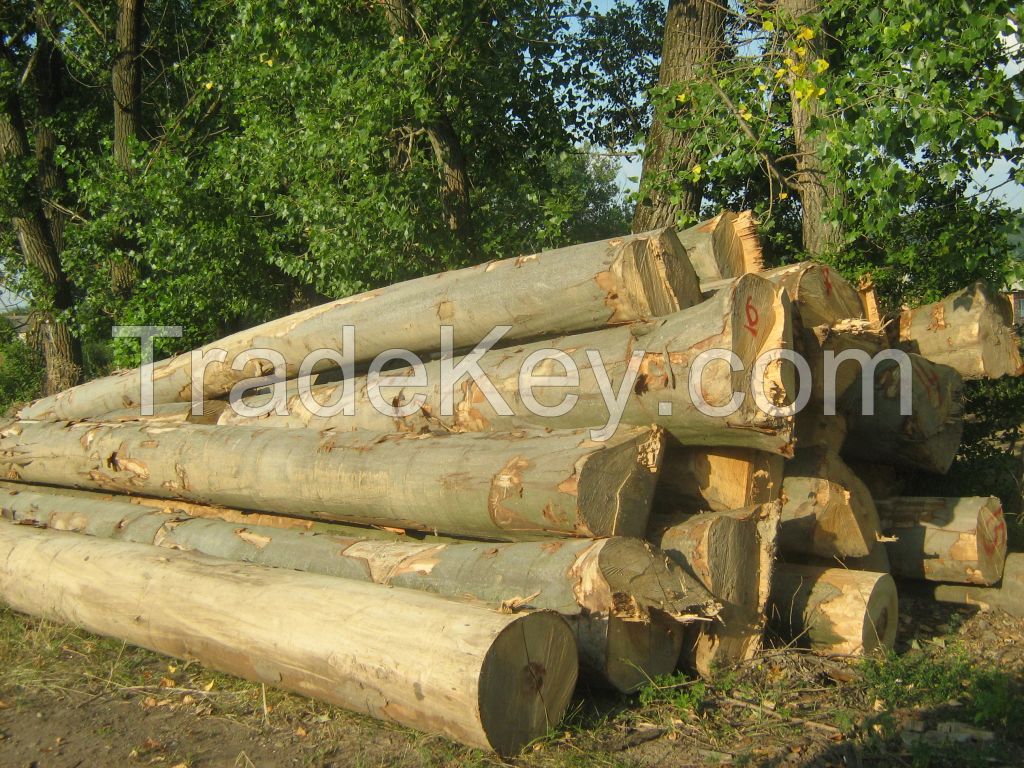 Beech, Ash, Oak logs