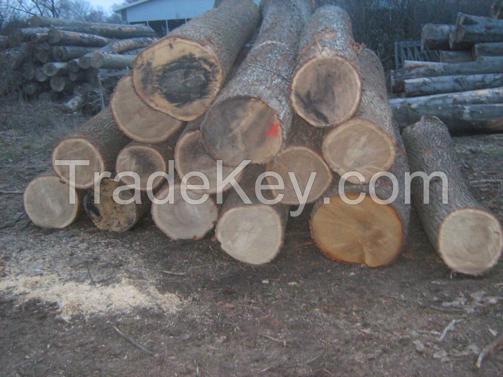 Beech, Ash, Oak logs