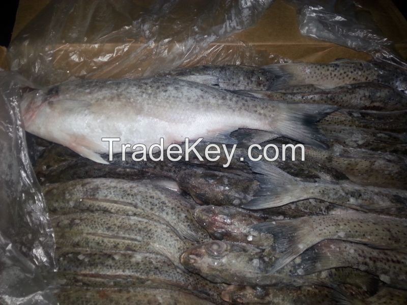 FROZEN FISH FROM MAURITANIA
