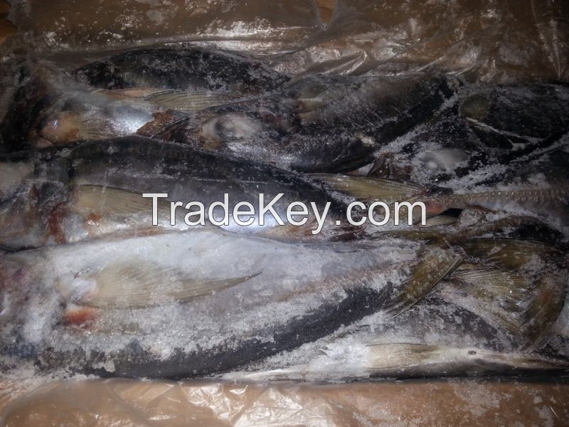 FROZEN FISH FROM MAURITANIA
