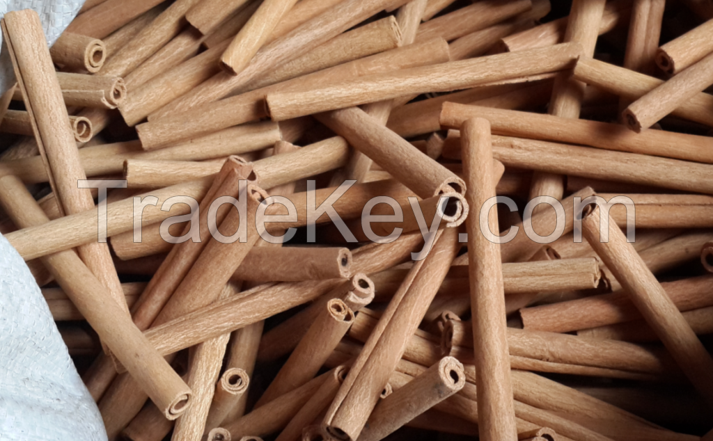 Cassia Stick 