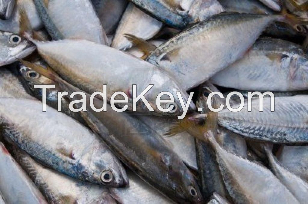  bluefish, mackerel, herring, Sand Fish, Disco Fish ,blue fin tuna, Ribbon Fish Lobster