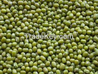 green mung bean