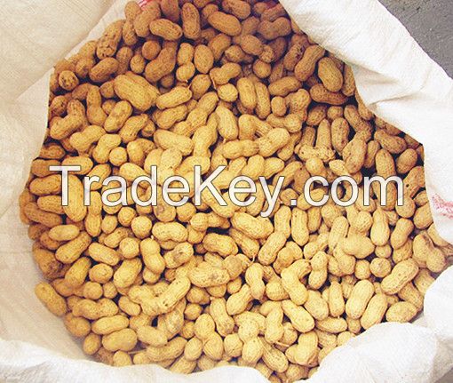 2014 Raw Peanut in Shell Hot Sale! ! !