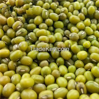 Chinese First Grade Non-GMO Green Mung Bean with comjpetitive price