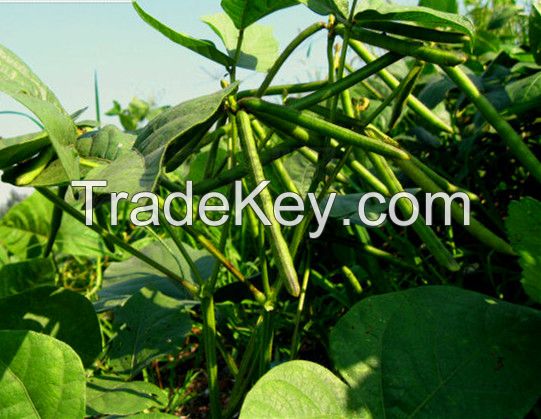 Chinese First Grade Non-GMO Green Mung Bean with comjpetitive price