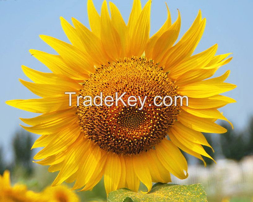 Chinese First Grade Sunflower Seed with competitive price