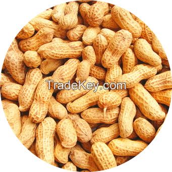 2014 Raw Peanut in Shell Hot Sale! ! !