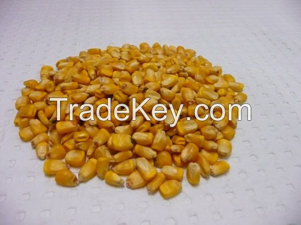 Australian Feed Maize