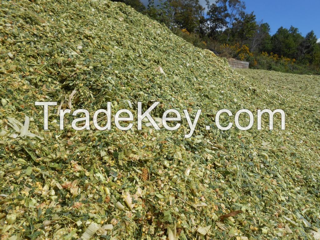 CORN SILAGE WITH GOOD PRICE
