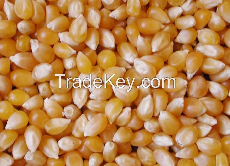 Yellow corn , white corn , animal feed