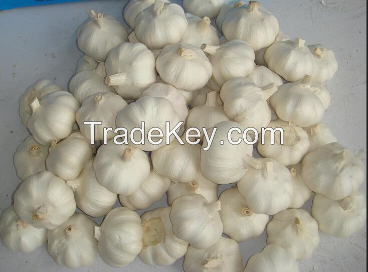 chinese pure white garlic