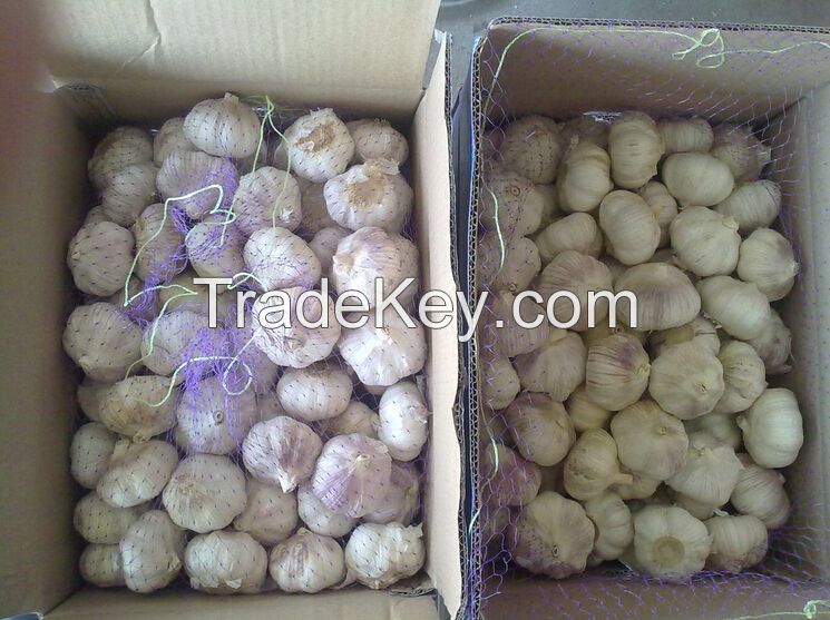 chinese fresh garlic