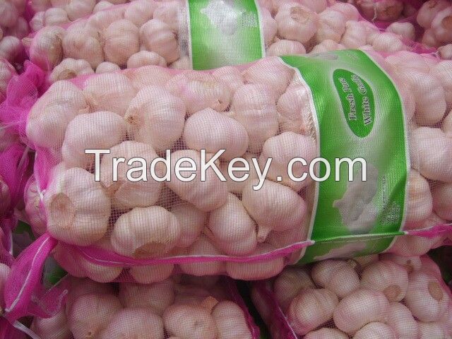 chinese pure white garlic