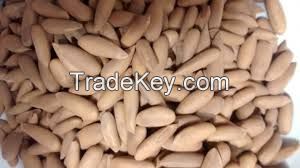 Almond Nut For Sale