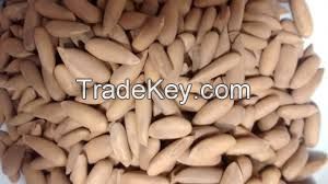 Almonds Nuts, Cashew Nut,Pistachio,Macadamia Nuts,Betel Nuts and Peanut On Sale