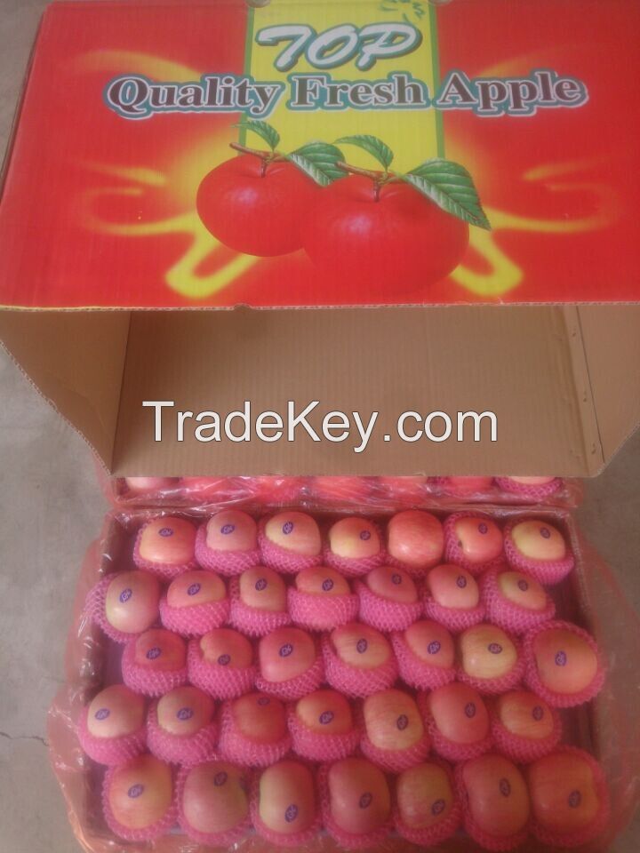 Export of fresh fruit /  jiguan /qinguan /Fuji apple